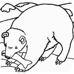 着色页: 熊 (动物) #12286 - 免费可打印着色页