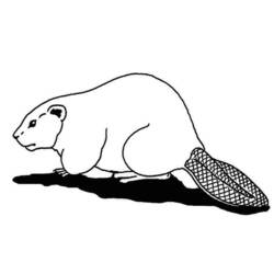 着色页: 海狸 (动物) #1581 - 免费可打印着色页