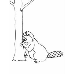 着色页: 海狸 (动物) #1622 - 免费可打印着色页
