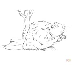 着色页: 海狸 (动物) #1633 - 免费可打印着色页