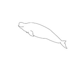 着色页: 白鲸 (动物) #1040 - 免费可打印着色页