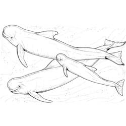 着色页: 白鲸 (动物) #1044 - 免费可打印着色页