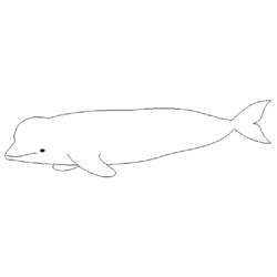 着色页: 白鲸 (动物) #1048 - 免费可打印着色页
