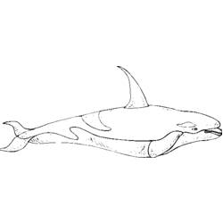 着色页: 白鲸 (动物) #1054 - 免费可打印着色页
