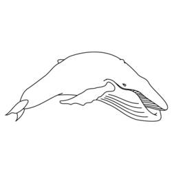 着色页: 白鲸 (动物) #1086 - 免费可打印着色页