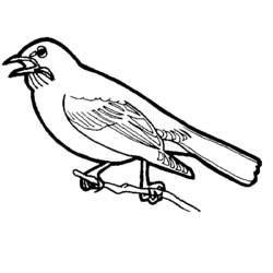 着色页: 鸟类 (动物) #11853 - 免费可打印着色页