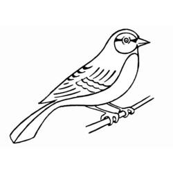 着色页: 鸟类 (动物) #11861 - 免费可打印着色页