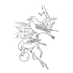 着色页: 鸟类 (动物) #11872 - 免费可打印着色页