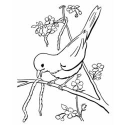 着色页: 鸟类 (动物) #11885 - 免费可打印着色页