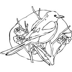 着色页: 鸟类 (动物) #11888 - 免费可打印着色页