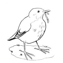 着色页: 鸟类 (动物) #11896 - 免费可打印着色页