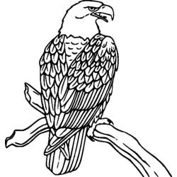 着色页: 鸟类 (动物) #11901 - 免费可打印着色页