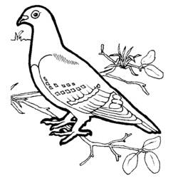 着色页: 鸟类 (动物) #11902 - 免费可打印着色页