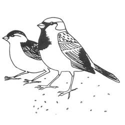 着色页: 鸟类 (动物) #11903 - 免费可打印着色页