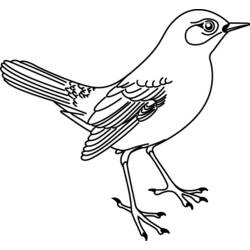着色页: 鸟类 (动物) #11913 - 免费可打印着色页