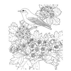 着色页: 鸟类 (动物) #11916 - 免费可打印着色页