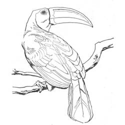 着色页: 鸟类 (动物) #11919 - 免费可打印着色页