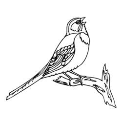 着色页: 鸟类 (动物) #11922 - 免费可打印着色页