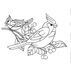着色页: 鸟类 (动物) #11928 - 免费可打印着色页