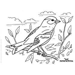 着色页: 鸟类 (动物) #11936 - 免费可打印着色页