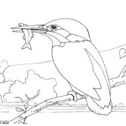 着色页: 鸟类 (动物) #11939 - 免费可打印着色页