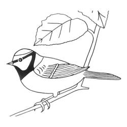 着色页: 鸟类 (动物) #11960 - 免费可打印着色页