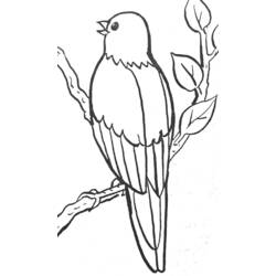 着色页: 鸟类 (动物) #11976 - 免费可打印着色页