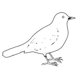着色页: 鸟类 (动物) #11977 - 免费可打印着色页