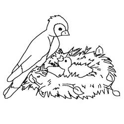 着色页: 鸟类 (动物) #11980 - 免费可打印着色页