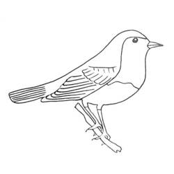 着色页: 鸟类 (动物) #12021 - 免费可打印着色页