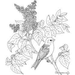 着色页: 鸟类 (动物) #12066 - 免费可打印着色页
