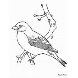 着色页: 鸟类 (动物) #12090 - 免费可打印着色页