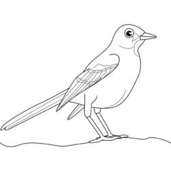 着色页: 鸟类 (动物) #12131 - 免费可打印着色页