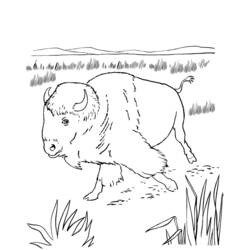 着色页: 野牛 (动物) #1226 - 免费可打印着色页