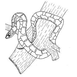 着色页: 蟒蛇 (动物) #1304 - 免费可打印着色页