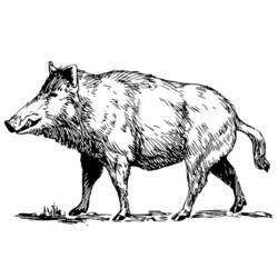 着色页: 野猪 (动物) #14639 - 免费可打印着色页