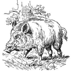 着色页: 野猪 (动物) #14720 - 免费可打印着色页