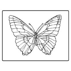 着色页: 蝴蝶 (动物) #15673 - 免费可打印着色页