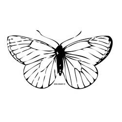 着色页: 蝴蝶 (动物) #15675 - 免费可打印着色页