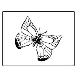 着色页: 蝴蝶 (动物) #15687 - 免费可打印着色页