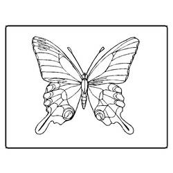 着色页: 蝴蝶 (动物) #15694 - 免费可打印着色页