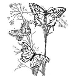 着色页: 蝴蝶 (动物) #15716 - 免费可打印着色页