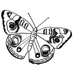 着色页: 蝴蝶 (动物) #15718 - 免费可打印着色页