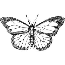 着色页: 蝴蝶 (动物) #15761 - 免费可打印着色页