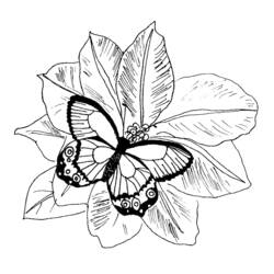 着色页: 蝴蝶 (动物) #15815 - 免费可打印着色页