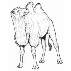 着色页: 骆驼 (动物) #1665 - 免费可打印着色页