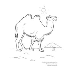 着色页: 骆驼 (动物) #1686 - 免费可打印着色页