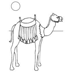 着色页: 骆驼 (动物) #1699 - 免费可打印着色页