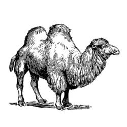 着色页: 骆驼 (动物) #1702 - 免费可打印着色页