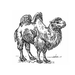 着色页: 骆驼 (动物) #1707 - 免费可打印着色页